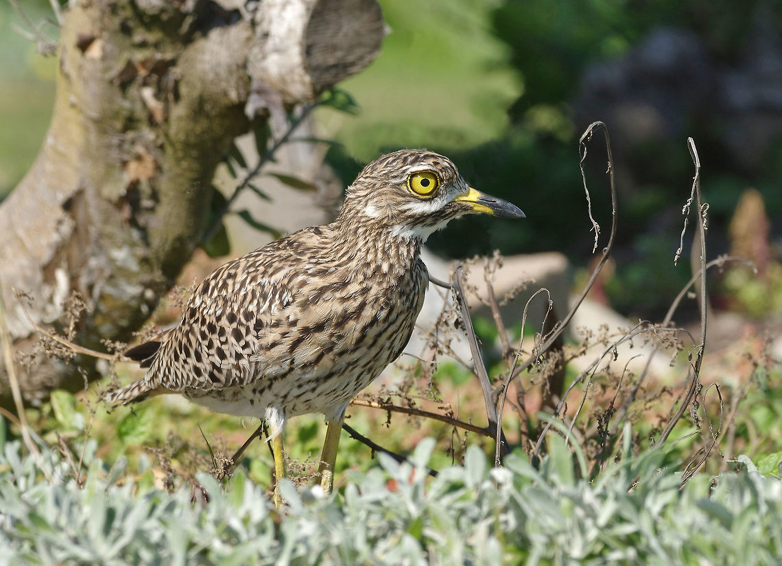 Spotted Thick-knee (Burhinus capensis) Buffels Bay, Western Cape, South Africa. Mar 30, 2016. Burhinus capensis,Fall,Geotagged,South Africa,Spotted Thick-knee