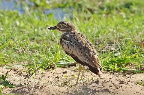 Water Thick-knee (Burhinus vermiculatus) Goukamma Nature reserve, Western Cape, South Africa. Mar 30, 2016. Burhinus vermiculatus,Fall,Geotagged,South Africa,Water Thick-knee