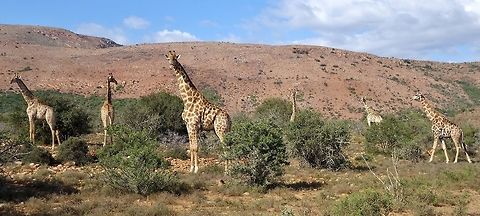 Giraffes Kaboega Farm, Eastern cape, South Africa. Apr 5, 2016. Fall,Geotagged,Giraffa camelopardalis,Giraffe,South Africa