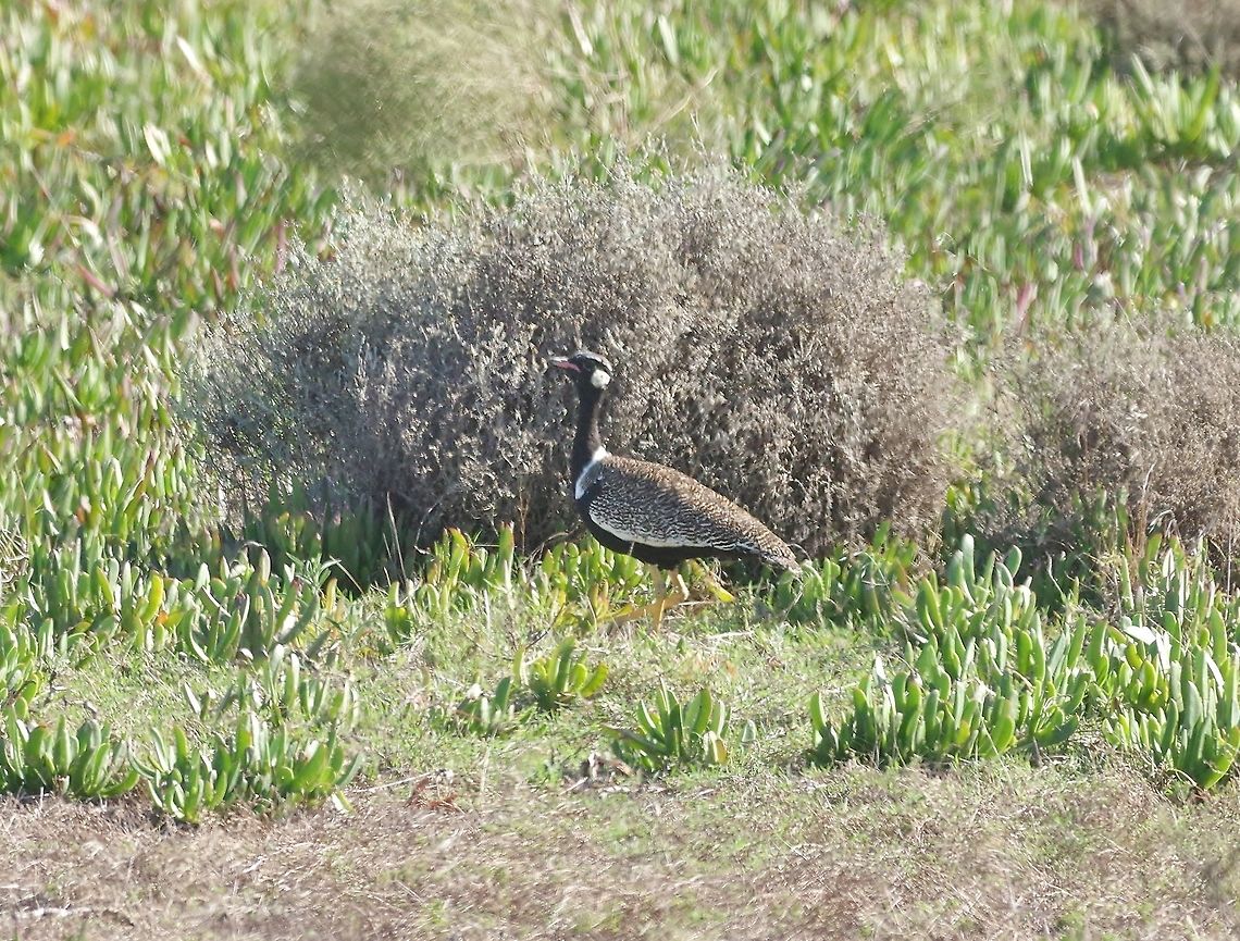 Southern black korhaan (Afrotis afra) Bontebok NP, Western Cape. Mar 28, 2016. Afrotis afra,Fall,Geotagged,South Africa,Southern black korhaan