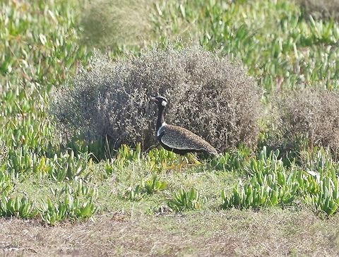 Southern black korhaan (Afrotis afra) Bontebok NP, Western Cape. Mar 28, 2016. Afrotis afra,Fall,Geotagged,South Africa,Southern black korhaan