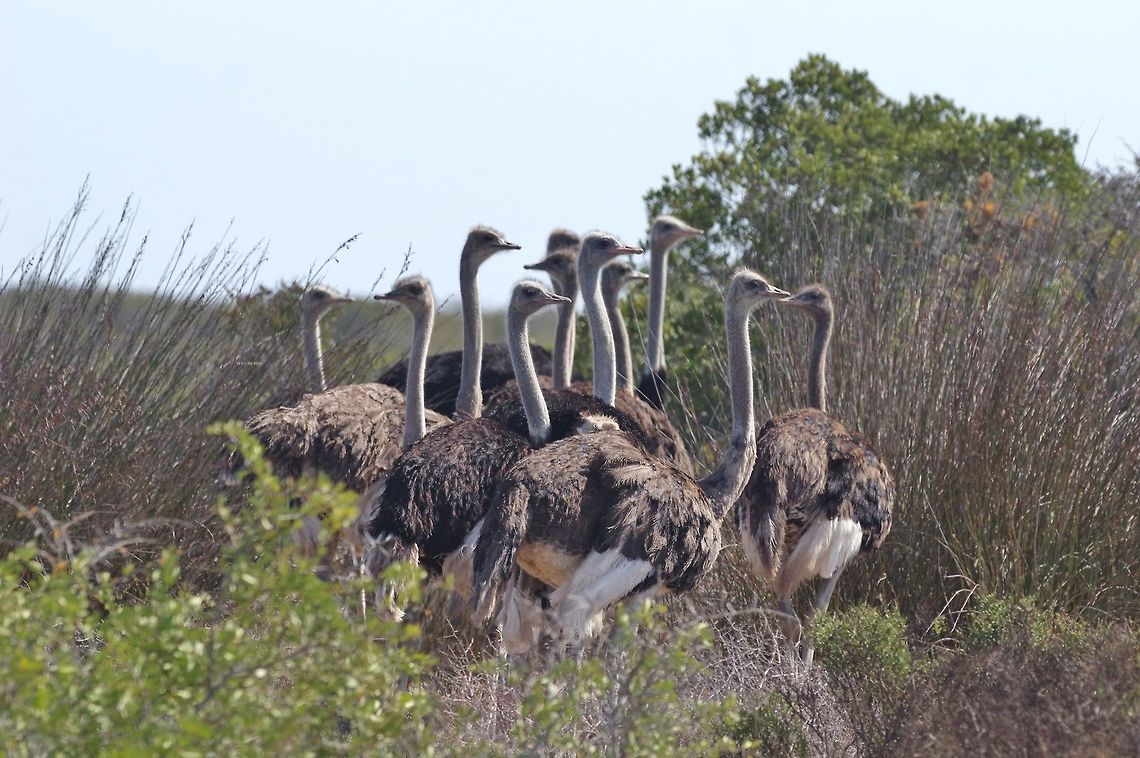 Bouquet of ostriches West Coast NP, South Africa. Mar 25, 2016. Fall,Geotagged,Ostrich,South Africa,Struthio camelus