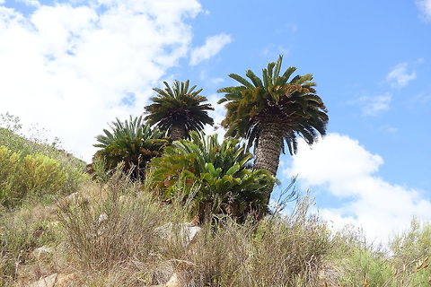 Encephalartos longifolius (Zamiaceae) Kaboega Farm, Eastern Cape, South Africa. Apr 5, 2016. Encephalartos longifolius,Fall,Geotagged,South Africa