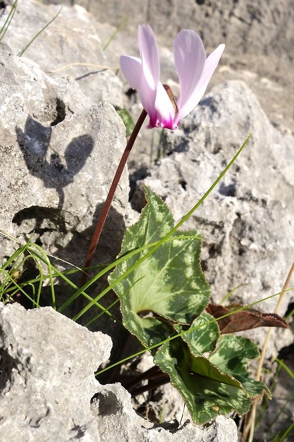 Cyclamen persicum (Primulaceae) Kaleucagiz, SW Turkey. Dec 25, 2015. Cyclamen hederifolium,Cyclamen persicum,Geotagged,Ivy-leaved cyclamen,Turkey,Winter