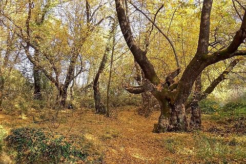 Oriental Sweetgum (Liquidambar orientalis) woods Dalyan, Sw Turkey. Dec 23, 2015. Geotagged,Liquidambar orientalis,Oriental Sweetgum,Turkey,Winter