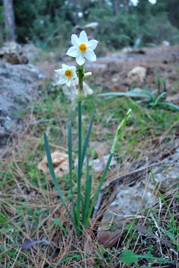 Narcissus tazetta (Amaryllidaceae) &Ouml;l&uuml;deniz, SW Turkey. Dec 24, 2015. Geotagged,Narcissus tazetta,Paperwhite,Turkey,Winter