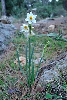 Narcissus tazetta (Amaryllidaceae) Ölüdeniz, SW Turkey. Dec 24, 2015. Geotagged,Narcissus tazetta,Paperwhite,Turkey,Winter