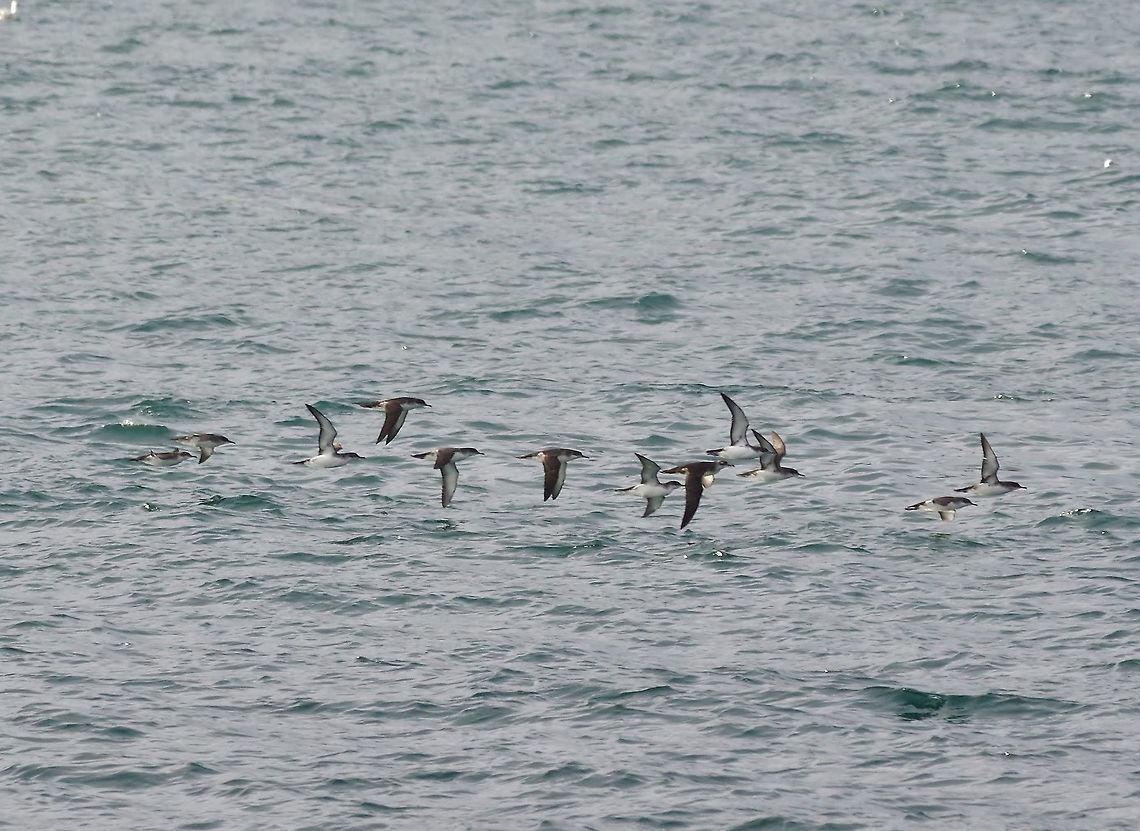 Yelkouan shearwaters (Puffinus yelkouan) Bosphorus strait, Istanbul, Turkey. Dec 18, 2015. Fall,Geotagged,Puffinus yelkouan,Turkey,Yelkouan shearwater