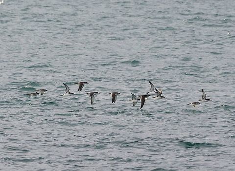 Yelkouan shearwaters (Puffinus yelkouan) Bosphorus strait, Istanbul, Turkey. Dec 18, 2015. Fall,Geotagged,Puffinus yelkouan,Turkey,Yelkouan shearwater
