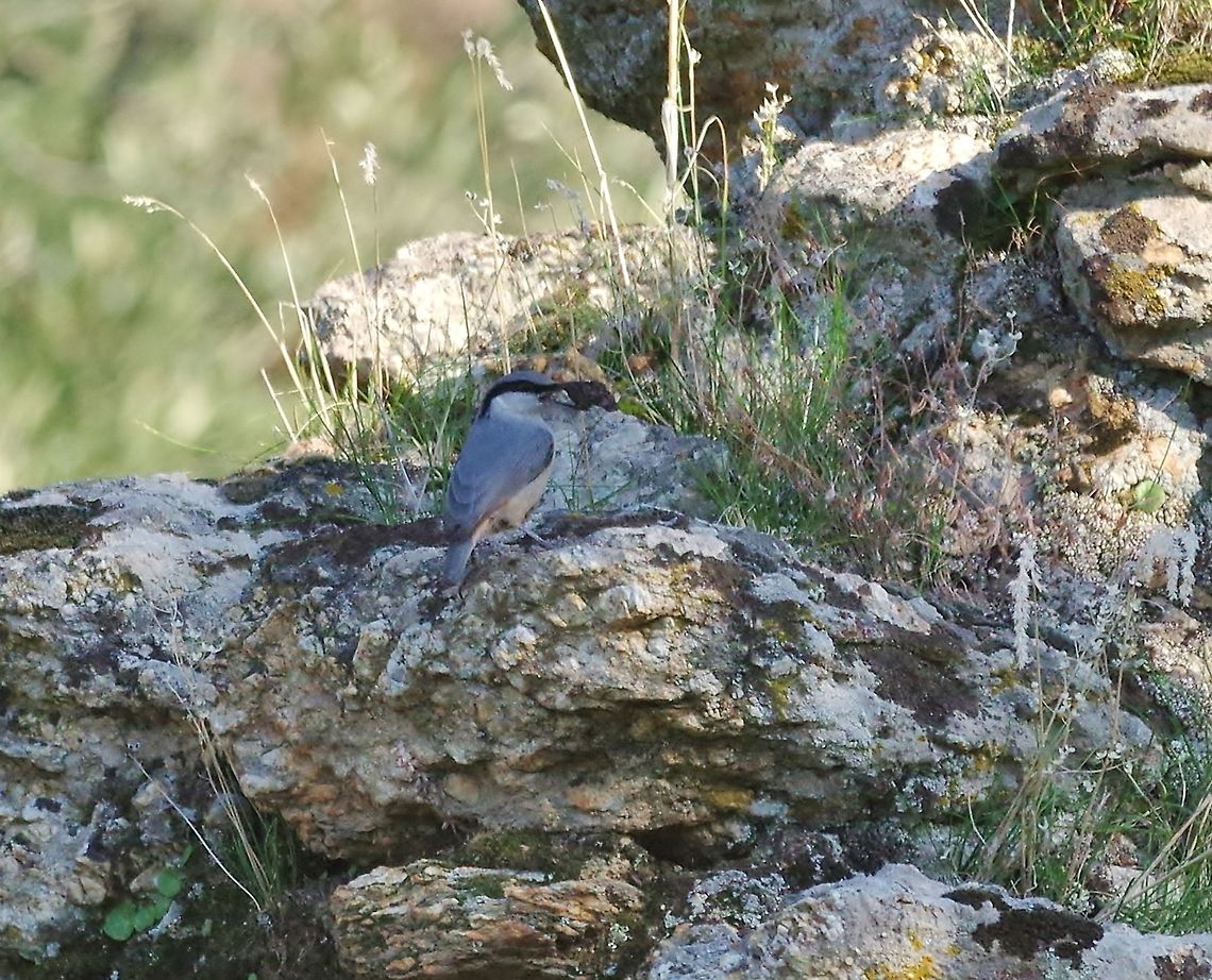 Western rock nuthatch (Sitta neumayer) G&ouml;lyaka, SW Turkey, Dec 22, 2015. Fall,Geotagged,Sitta neumayer,Turkey,Western rock nuthatch