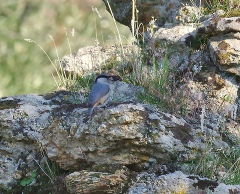 Western rock nuthatch (Sitta neumayer) G&ouml;lyaka, SW Turkey, Dec 22, 2015. Fall,Geotagged,Sitta neumayer,Turkey,Western rock nuthatch