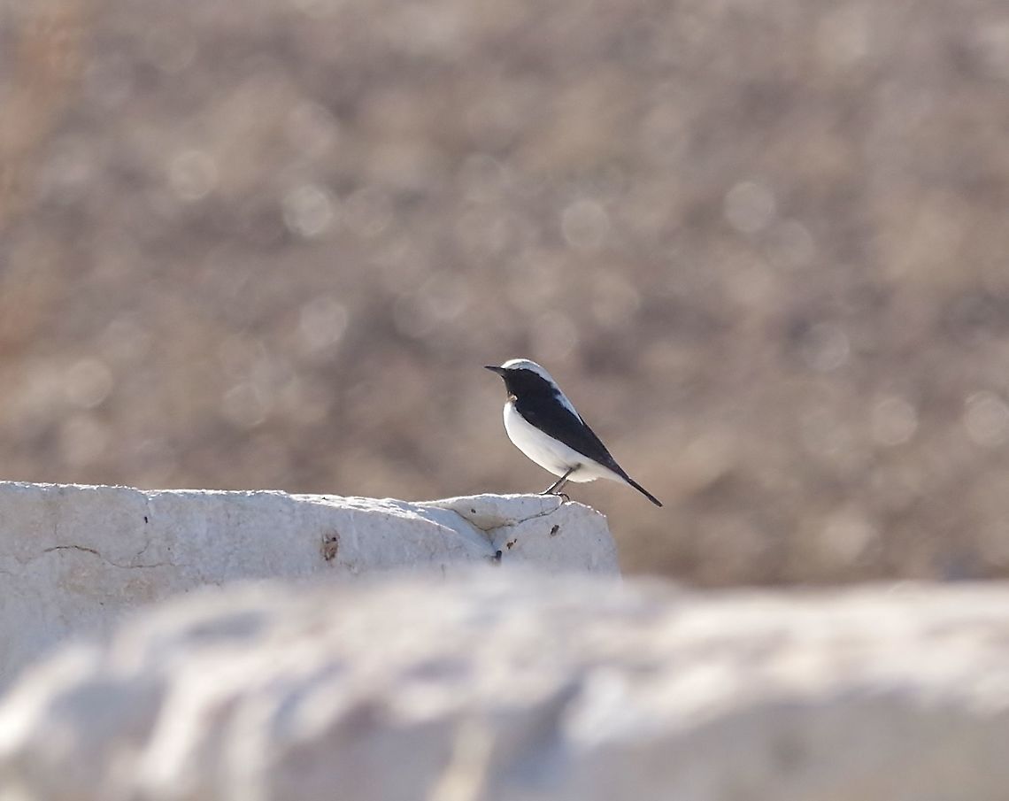 Finsch's wheatear (Oenanthe finschii) Patara ruins, SW Turkey. Dec 24, 2015. Finschs wheatear,Geotagged,Oenanthe finschii,Turkey,Winter
