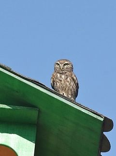 Little Owl (Athene noctua) Dalyan, SW Turkey. Dec 23, 2015. Athene noctua,Geotagged,Little  Owl,Turkey,Winter