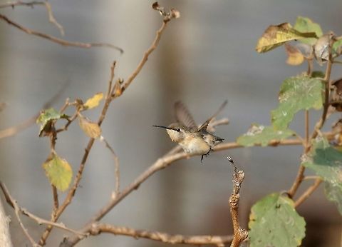 Short-tailed woodstar (Myrmia micrura) Zorritos, Tumbes region, Peru. Nov 16, 2015. Geotagged,Myrmia micrura,Peru,Short-tailed woodstar,Spring