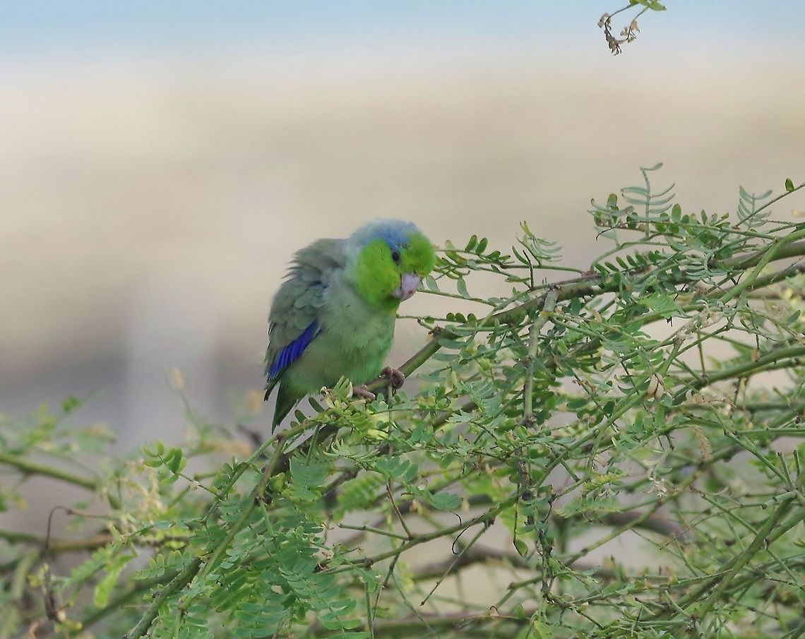 Pacific parrotlet (Forpus coelestis) Zorritos, Tumbes region, Peru. Nov 16, 2015. Forpus coelestis,Geotagged,Pacific parrotlet,Peru,Spring