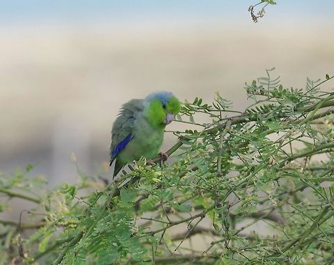 Pacific parrotlet (Forpus coelestis) Zorritos, Tumbes region, Peru. Nov 16, 2015. Forpus coelestis,Geotagged,Pacific parrotlet,Peru,Spring