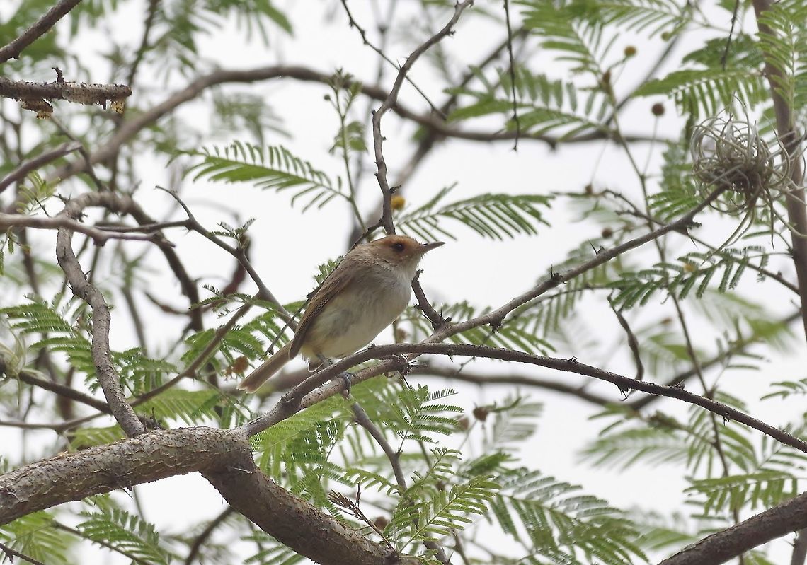 Tawny-crowned pygmy tyrant (Euscarthmus meloryphus) Tumbes National Reserve, Peru. Nov 16, 2015. Euscarthmus meloryphus,Geotagged,Peru,Spring,Tawny-crowned pygmy tyrant