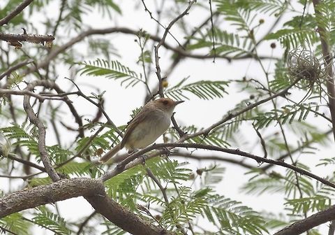 Tawny-crowned pygmy tyrant (Euscarthmus meloryphus) Tumbes National Reserve, Peru. Nov 16, 2015. Euscarthmus meloryphus,Geotagged,Peru,Spring,Tawny-crowned pygmy tyrant