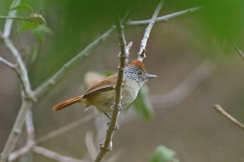 Chapmans antshrike (Thamnophilus zarumae) Abra de Porculla, Piura region, Peru. Nov 19, 2015. Chapmans antshrike,Geotagged,Peru,Spring,Thamnophilus zarumae
