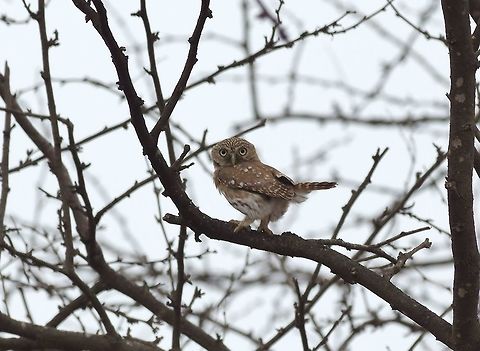 Peruvian pygmy-owl (Glaucidium peruanum) Los Faiques, Salas, Lambayeque region, Peru. Nov 22, 2015. Geotagged,Glaucidium peruanum,Pacific pygmy owl,Peru,Spring