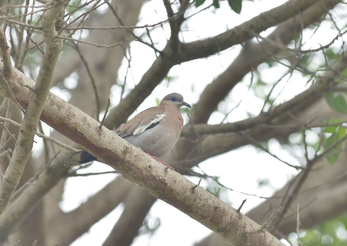 West Peruvian dove (Zenaida meloda) El Olivar, Lima, Peru. Nov 14, 2015. Geotagged,Peru,Spring,West Peruvian dove,Zenaida meloda