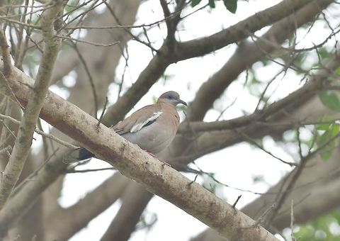 West Peruvian dove (Zenaida meloda) El Olivar, Lima, Peru. Nov 14, 2015. Geotagged,Peru,Spring,West Peruvian dove,Zenaida meloda