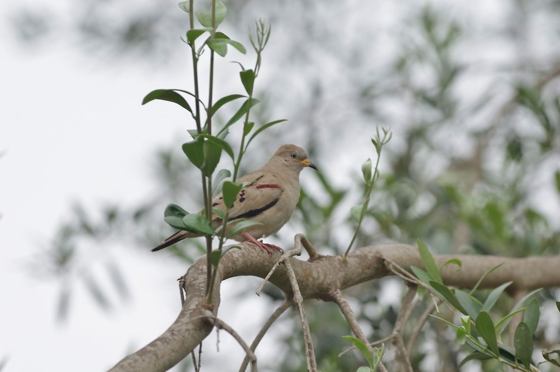 Croaking ground dove (Columbina cruziana) El Olivar, Lima, Peru. Nov 14, 2015. Columbina cruziana,Croaking ground dove,Geotagged,Peru,Spring