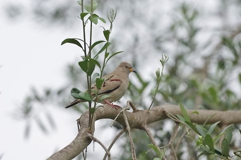 Croaking ground dove (Columbina cruziana) El Olivar, Lima, Peru. Nov 14, 2015. Columbina cruziana,Croaking ground dove,Geotagged,Peru,Spring