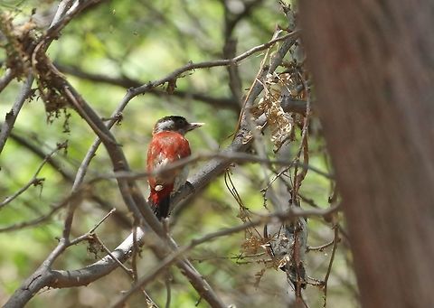 Scarlet-backed woodpecker (Veniliornis callonotus) Talara, Piura region, Peru. Nov 15, 2015. Geotagged,Peru,Scarlet-backed woodpecker,Spring,Veniliornis callonotus