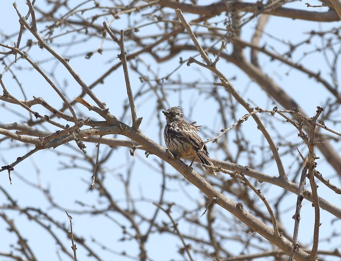 Peruvian plantcutter (Phytotoma raimondii) Lobitos, Piura region, Peru. Nov 15, 2015. Geotagged,Peru,Peruvian plantcutter,Phytotoma raimondii,Spring