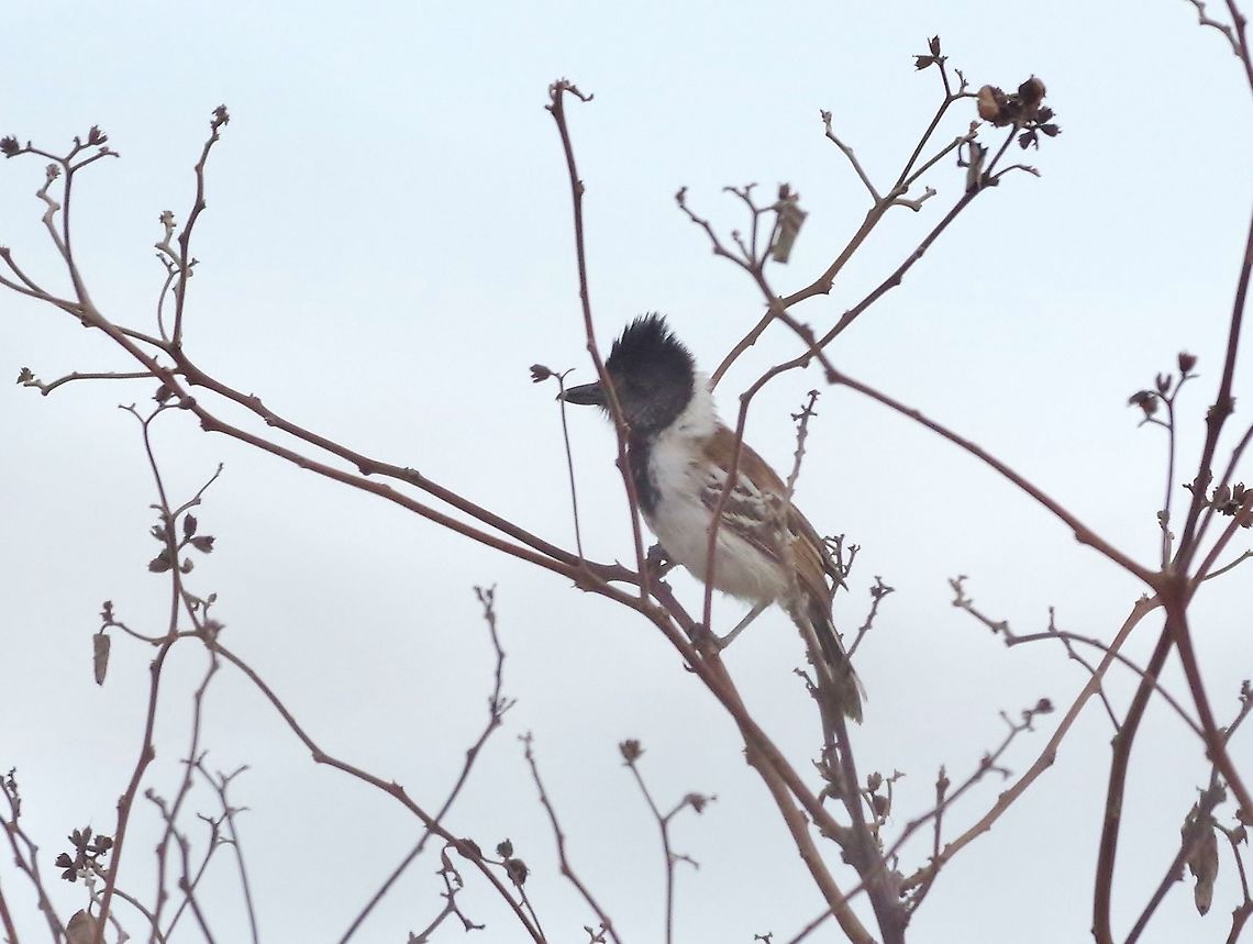 Collared antshrike (Thamnophilus bernardi) Quebrada Bocapan, Tumbes region, Peru. Nov 16, 2015. Collared antshrike,Geotagged,Peru,Spring,Thamnophilus bernardi