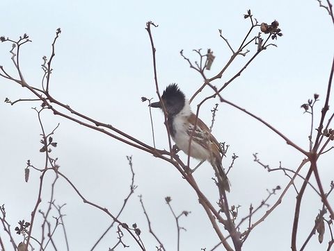 Collared antshrike (Thamnophilus bernardi) Quebrada Bocapan, Tumbes region, Peru. Nov 16, 2015. Collared antshrike,Geotagged,Peru,Spring,Thamnophilus bernardi