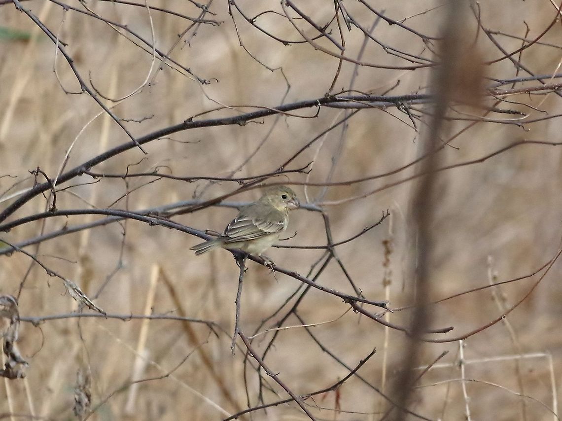 Parrot-billed seedeater (Sporophila peruviana) Quebrada Bocapan, Tumbes region, Peru. Nov 16, 2015. Geotagged,Parrot-billed seedeater,Peru,Sporophila peruviana,Spring