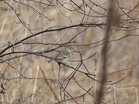 Parrot-billed seedeater (Sporophila peruviana) Quebrada Bocapan, Tumbes region, Peru. Nov 16, 2015. Geotagged,Parrot-billed seedeater,Peru,Sporophila peruviana,Spring