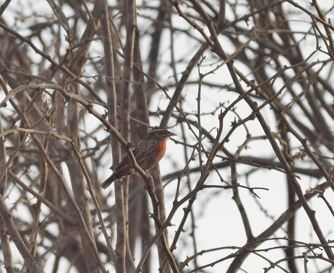 Peruvian meadowlark (Sturnella bellicosa) Quebrada Bocapan, Tuumbes region, Peru. Nov 16, 2015. Geotagged,Peru,Peruvian meadowlark,Spring,Sturnella bellicosa