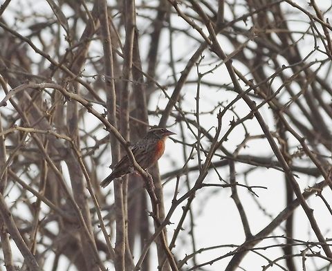 Peruvian meadowlark (Sturnella bellicosa) Quebrada Bocapan, Tuumbes region, Peru. Nov 16, 2015. Geotagged,Peru,Peruvian meadowlark,Spring,Sturnella bellicosa