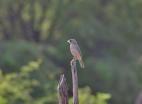 Cinereous finch (Piezorina cinerea) Zorritos, Tumbes region, Peru. Nov 16, 2015. Cinereous finch,Geotagged,Peru,Piezorina cinerea,Spring