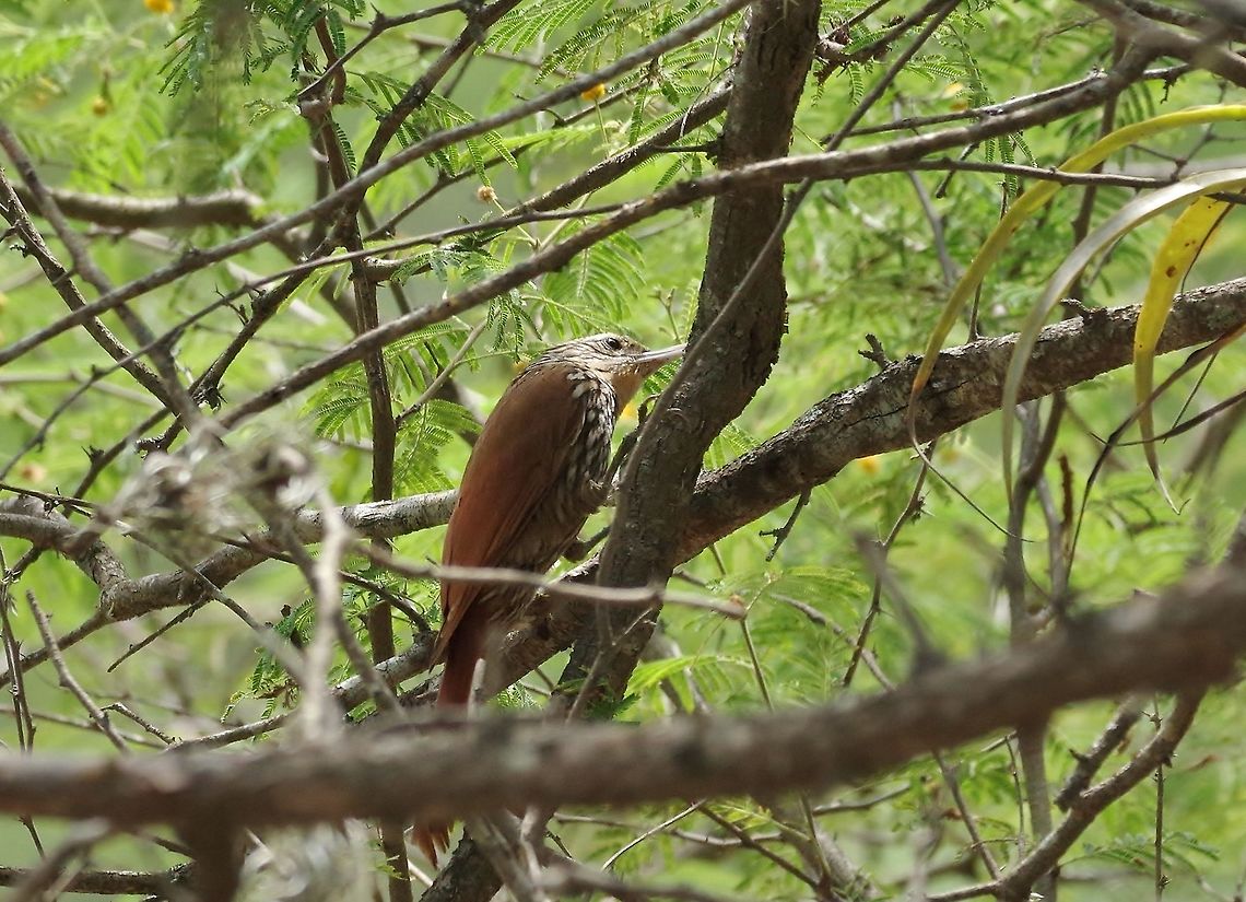 Streak-headed woodcreeper (Lepidocolaptes souleyetii) Tumbes National reserve, Peru. Nov 16, 2015. Geotagged,Lepidocolaptes souleyetii,Peru,Spring,Streak-headed woodcreeper