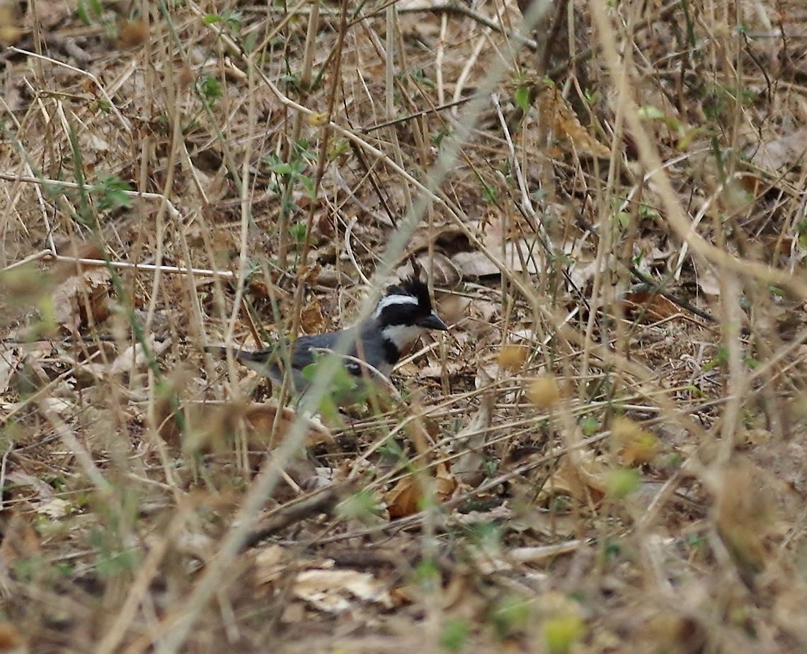 Black-capped sparrow (Arremon abeillei) Tumbes National reserve, Peru. Nov 16, 2015. Arremon abeillei,Black-capped sparrow,Geotagged,Peru,Spring