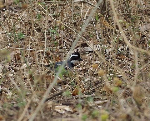 Black-capped sparrow (Arremon abeillei) Tumbes National reserve, Peru. Nov 16, 2015. Arremon abeillei,Black-capped sparrow,Geotagged,Peru,Spring