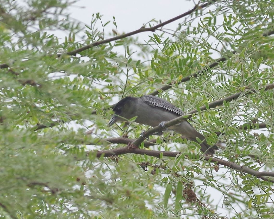 Slaty becard (Pachyramphus spodiurus) Arenillas reserve, El Oro province, Ecuador. Nov 17, 2015. Ecuador,Geotagged,Pachyramphus spodiurus,Slaty becard,Spring