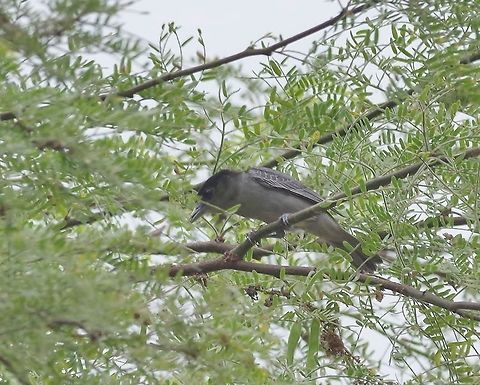 Slaty becard (Pachyramphus spodiurus) Arenillas reserve, El Oro province, Ecuador. Nov 17, 2015. Ecuador,Geotagged,Pachyramphus spodiurus,Slaty becard,Spring