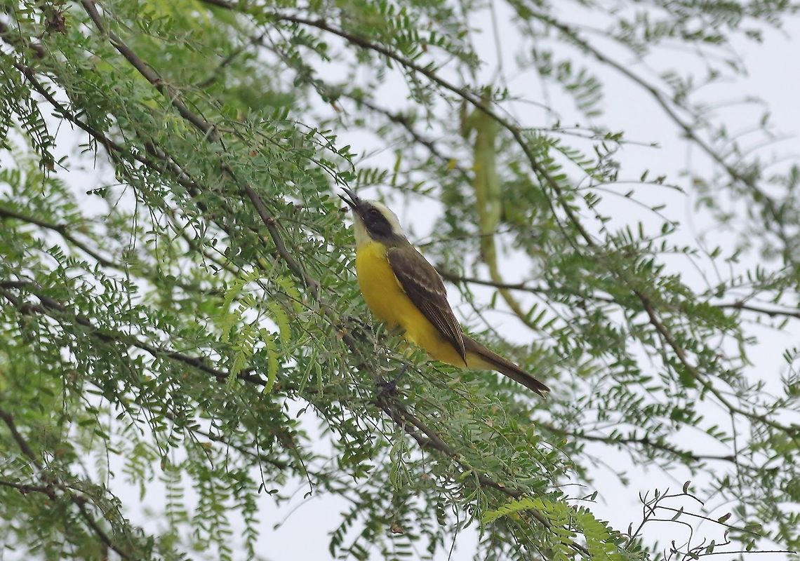Social flycatcher (Myiozetetes similis) Arenillas reserve, El Oro province, Ecuador. Nov 17, 2015. Ecuador,Geotagged,Myiozetetes similis,Social flycatcher,Spring