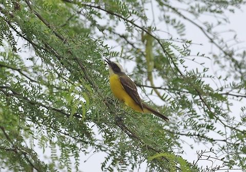 Social flycatcher (Myiozetetes similis) Arenillas reserve, El Oro province, Ecuador. Nov 17, 2015. Ecuador,Geotagged,Myiozetetes similis,Social flycatcher,Spring