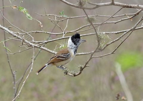Collared antshrike (Thamnophilus bernardi) Arenillas reserve, El Oro province, Ecuador. Nov 17, 2015. Collared antshrike,Ecuador,Geotagged,Spring,Thamnophilus bernardi