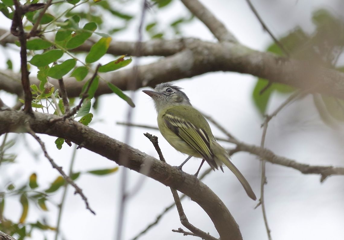 Yellow-olive flatbill (Tolmomyias sulphurescens) Arenillas reserve, El Oro province, Ecuador. Nov 17, 2015. Ecuador,Geotagged,Spring,Tolmomyias sulphurescens,Yellow-olive flatbill
