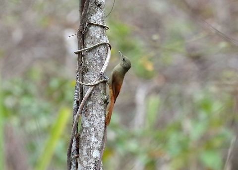 Olivaceous woodcreeper (Sittasomus griseicapillus) Puyango Petrified forest, Loja Province, Ecuador. Nov 17, 2015. Ecuador,Geotagged,Olivaceous woodcreeper,Sittasomus griseicapillus,Spring