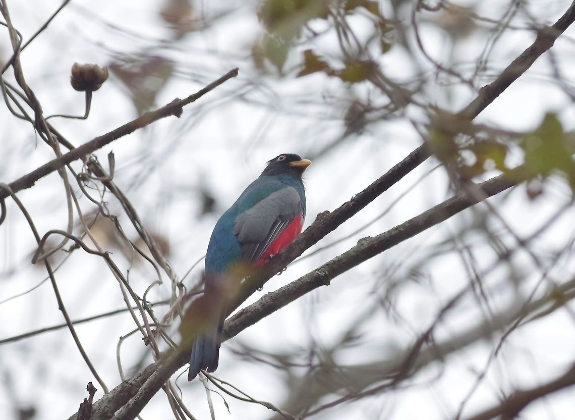 Ecuadorian trogon (Trogon mesurus) Puyango Petrified forest, Loja Province, Ecuador. Nov 17, 2015. Ecuador,Ecuadorian trogon,Geotagged,Spring,Trogon mesurus