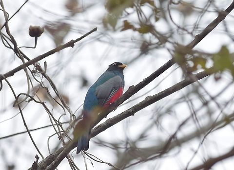 Ecuadorian trogon (Trogon mesurus) Puyango Petrified forest, Loja Province, Ecuador. Nov 17, 2015. Ecuador,Ecuadorian trogon,Geotagged,Spring,Trogon mesurus