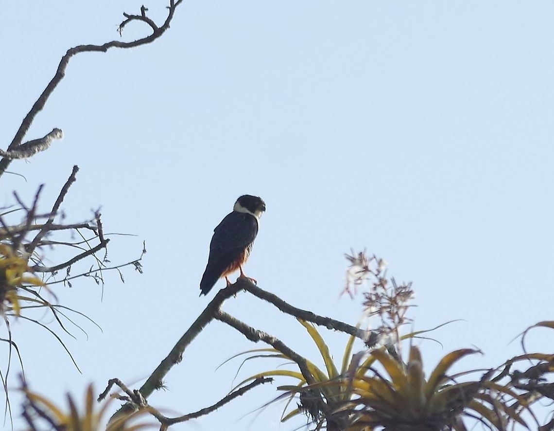 Bat falcon (Macheiramphus alcinus) Jorupe Reserve, Loja Province, Ecuador. Nov 18, 2015. Bat falcon,Ecuador,Falco rufigularis,Geotagged,Macheiramphus alcinus,Spring